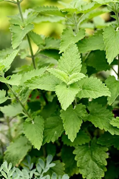 Непета-Катария-f419c454