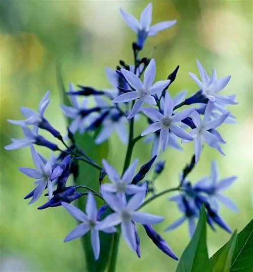 Восточная Синяя Звезда