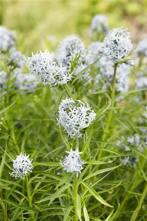 Амсония иллюстра