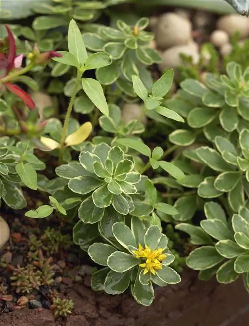 Очиток пестрый камчатский