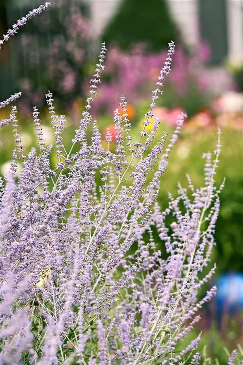 шалфей русский серебристолистный