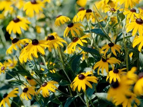 черноглазая сьюзен