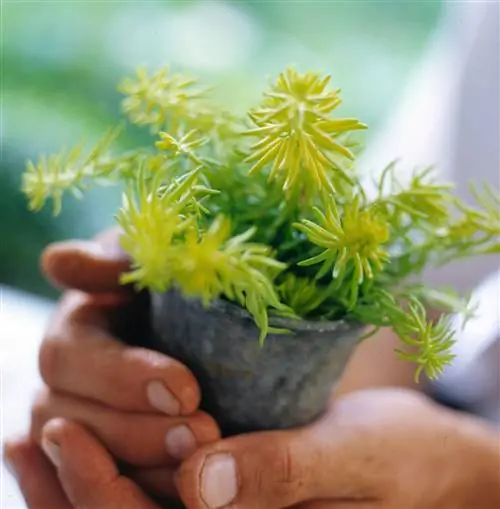 Ангелина очиток