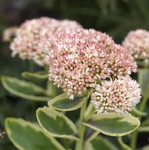 Очиток Осеннее очарование