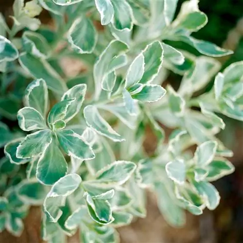 Очиток Морозное утро