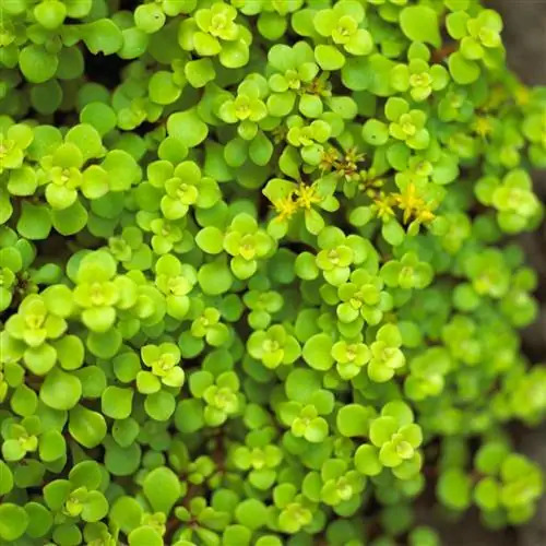 Очиток Огона Макиного