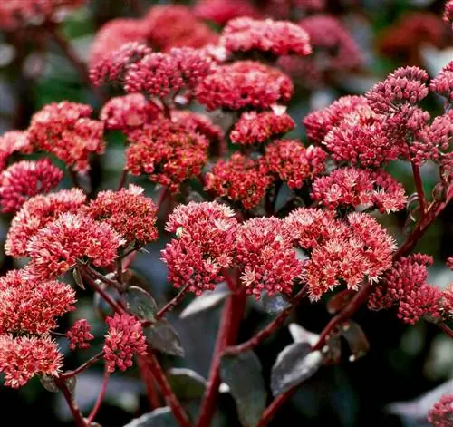 Очиток пурпурный императорский