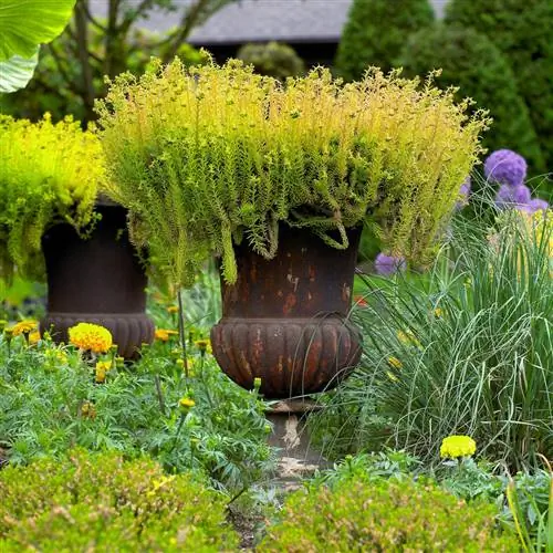 Как выращивать очиток и ухаживать за ним