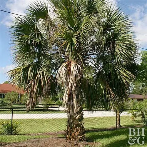 Palmetto Пальма Sabal_ spp.