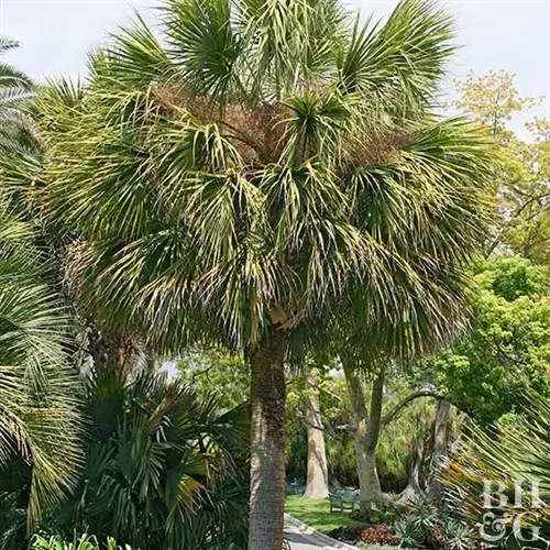 Капустная пальма (Sabal palmetto)