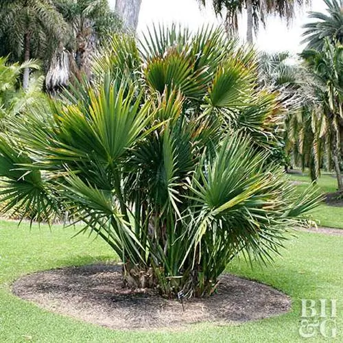Карликовая пальма пальметто (Sabal minor)