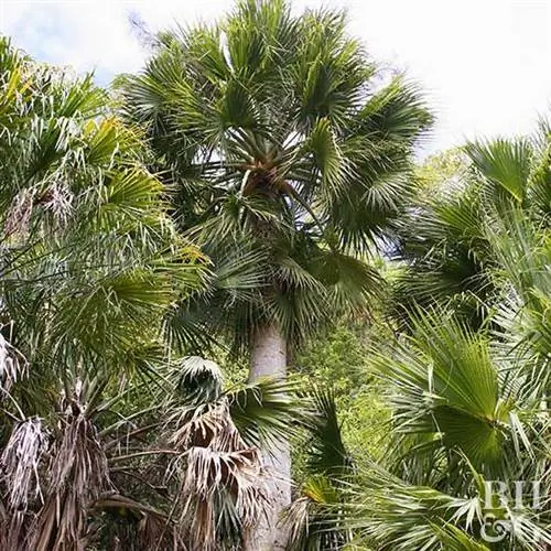 Шляпная пальма Пуэрто-Рико (Sabal causiarum) пальметто