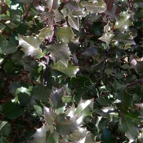 Китайский мальчик голубой куст падуба