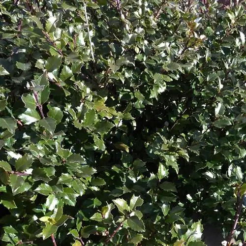 Китайская девушка, куст голубого падуба