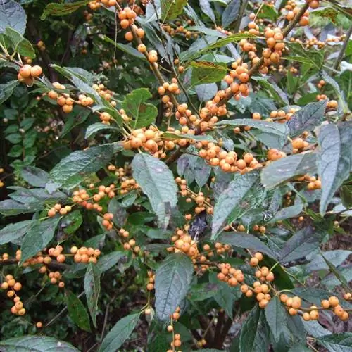 Зимний золотой падуб