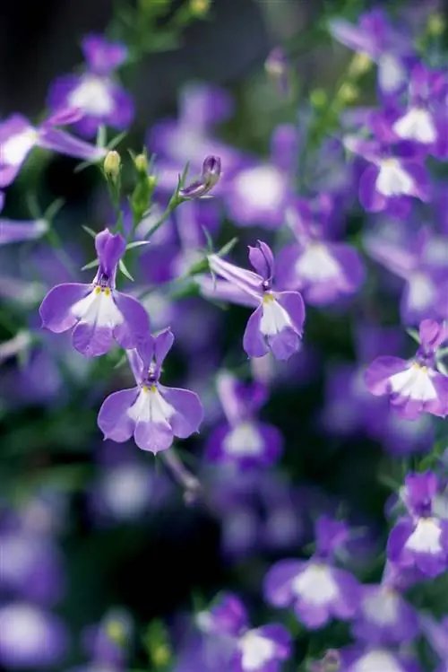 Крупный план фиолетовой лобелии