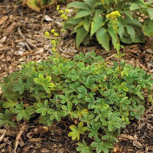 Алхемилла альпина миниатюра