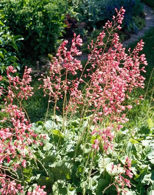 Розовая гейхера