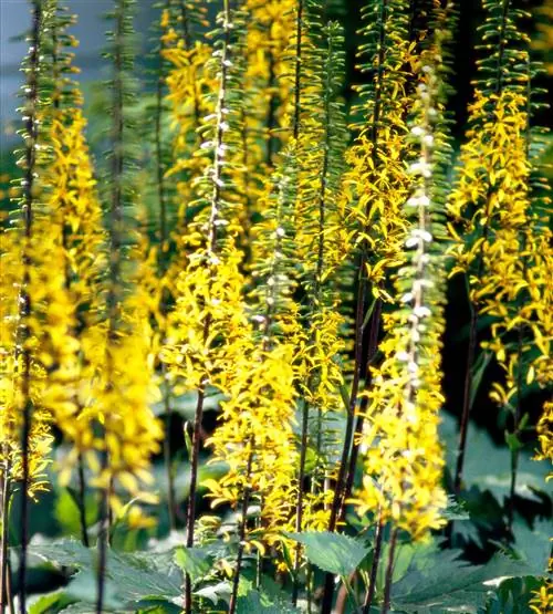 'ракета' Ligularia