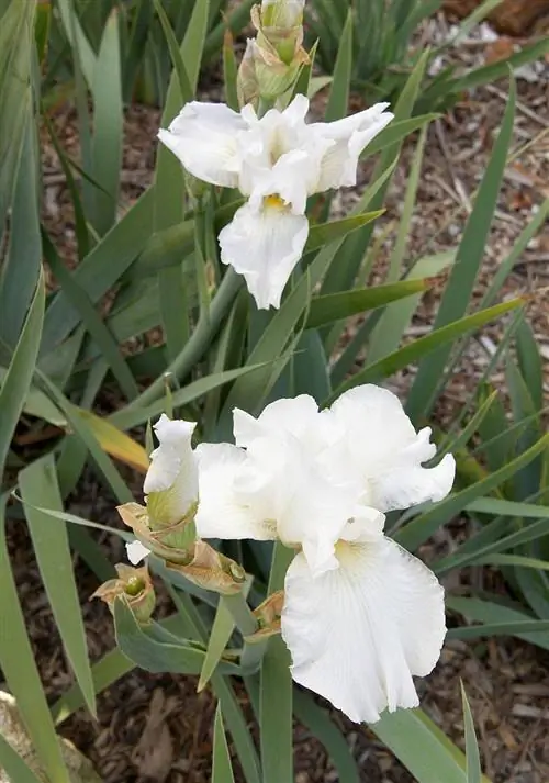 Ирис Бессмертие