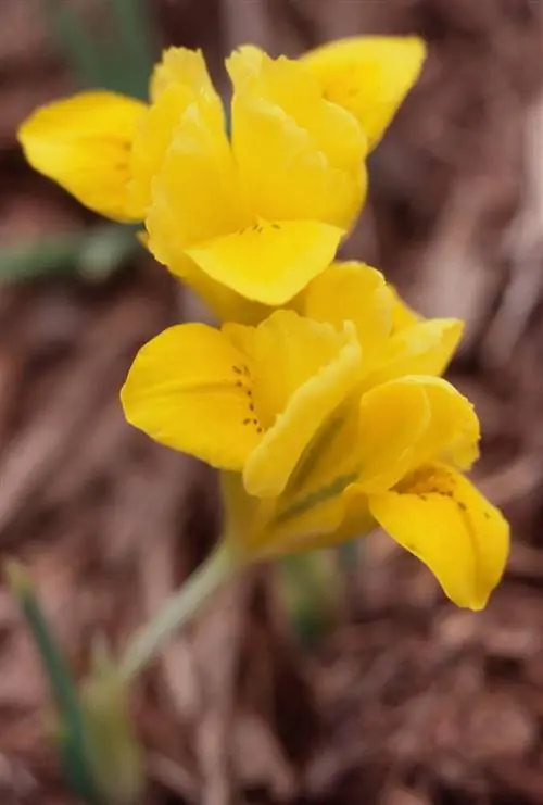 Желтый ирис Данфориа