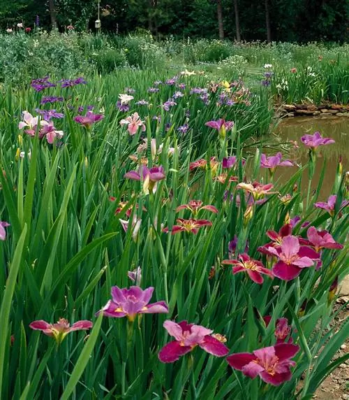 Ирисы цветут в маленьком пруду
