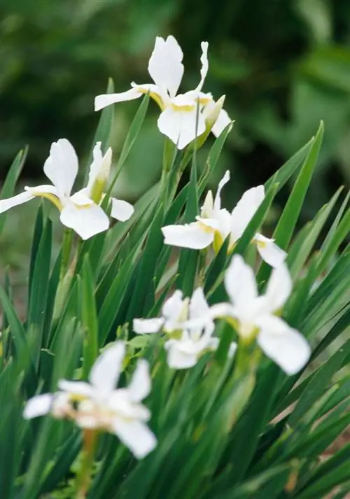 белый желтый ирис сибирский