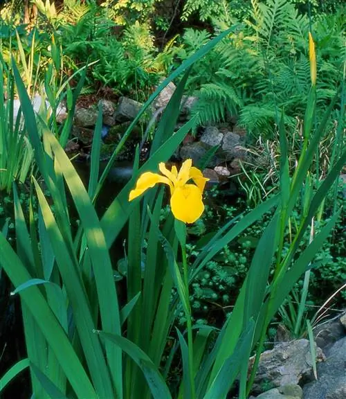 желтый флаг ирис