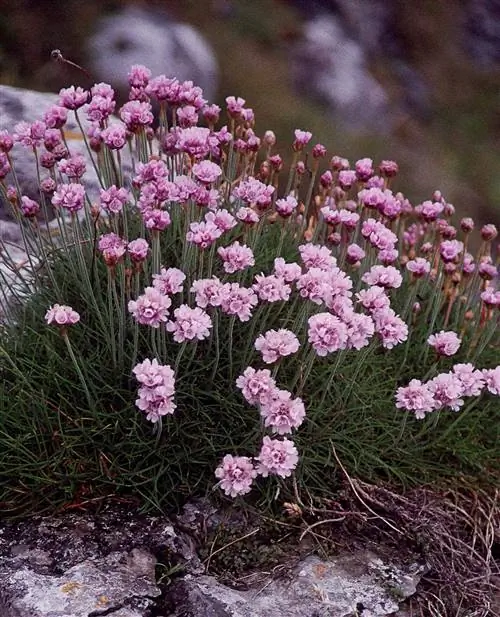 Бережная Армерия