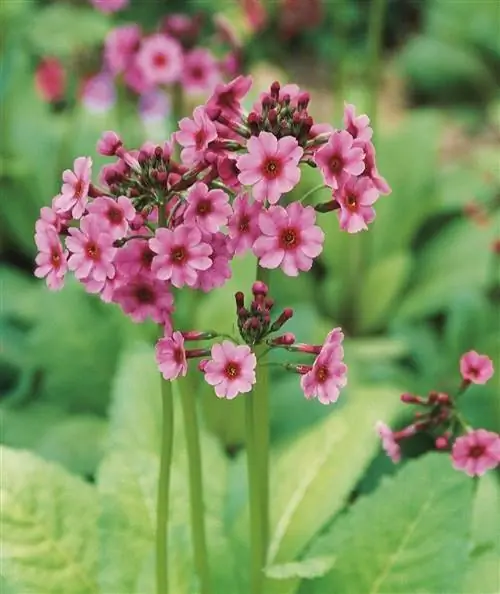 Примула японская