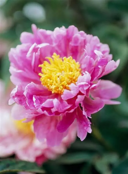 травянистые пионы