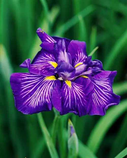 Iris ensata Electric Rays