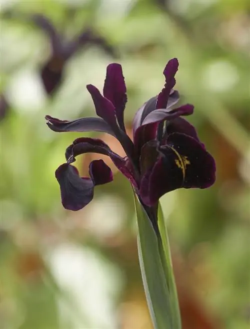 Ирис хризограф