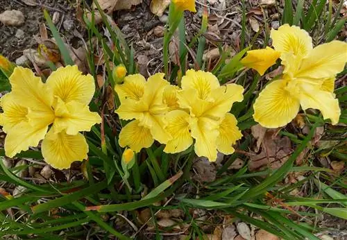 Ирис Форрестс