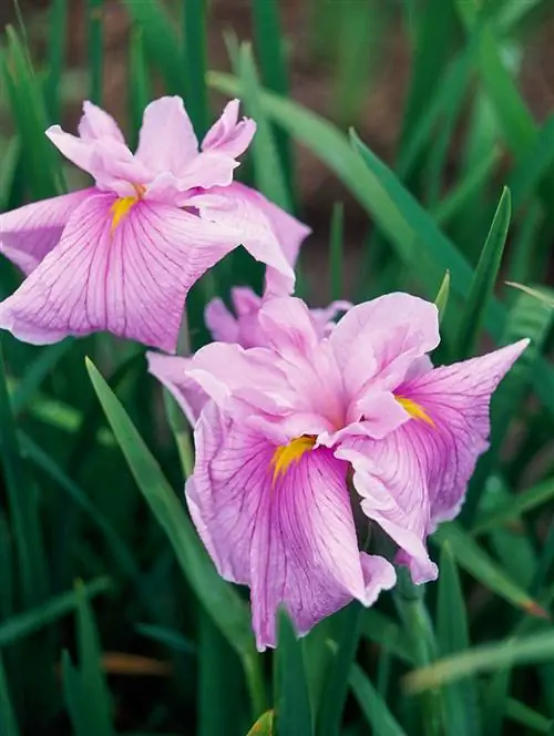 японский ирис