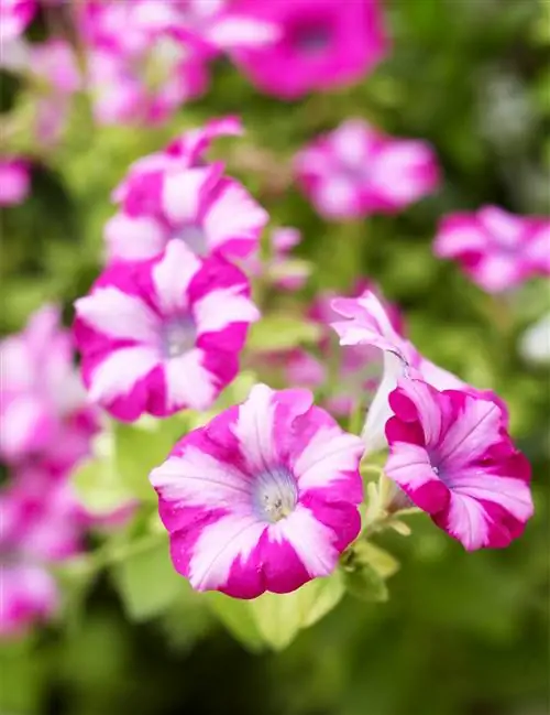 Петуния Supertunia Raspberry Blast