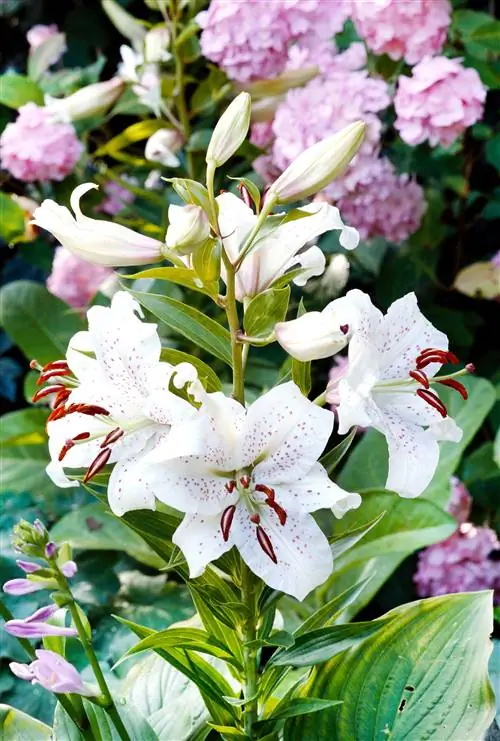 Каса Бланка Белая Лилия