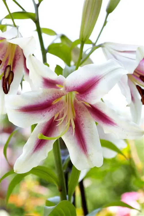 Лилия Альтари восточная лилия