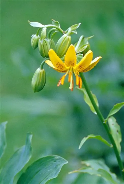 канадская лилия