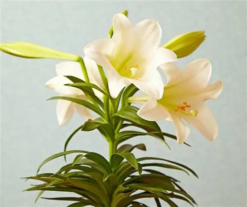 крупный план пасхальной лилии