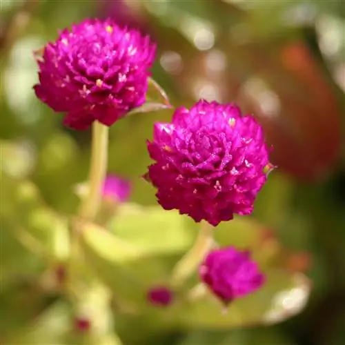 Гомфрена All Around Purple Гомфрена All Around Purple