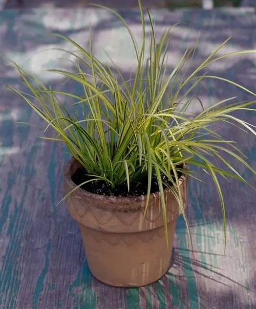 Сладкий флаг