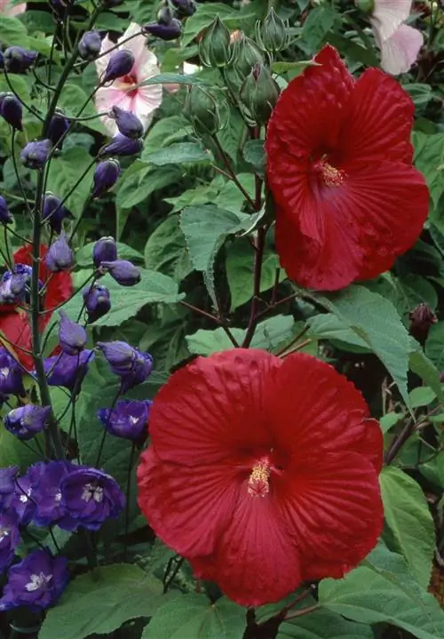 Многолетний гибискус