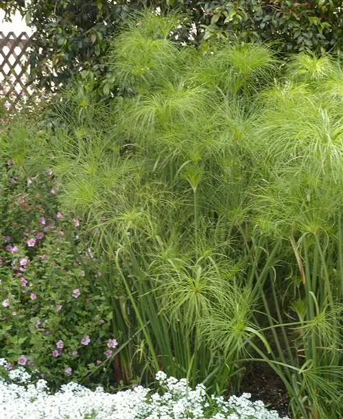 Циперус папирус Кинг Тут