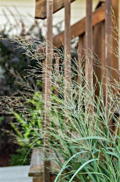 Просо обыкновенное Panicum virgatum 'Cloud Nine'