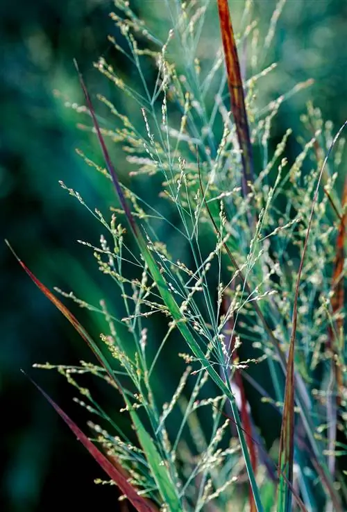 Просо хэви-метал