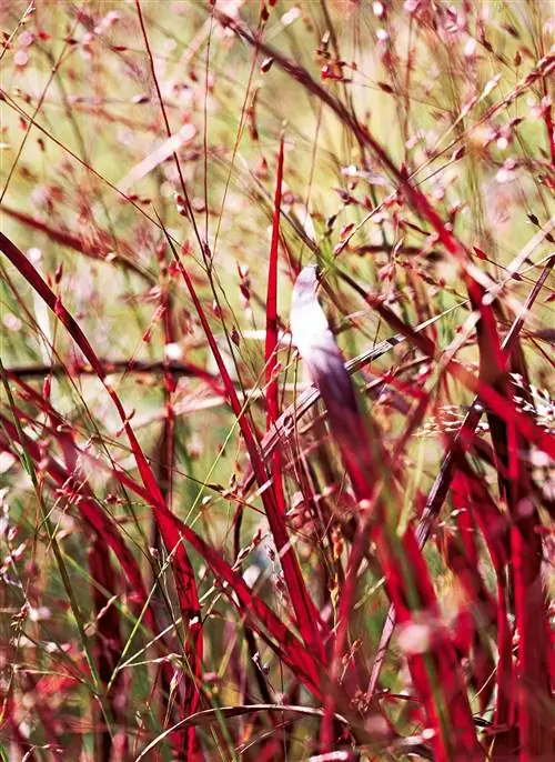 Просо просо Panicum virgatum 'Shenandoah'