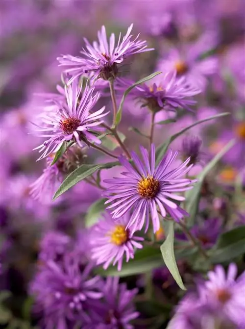 фиолетовые астры