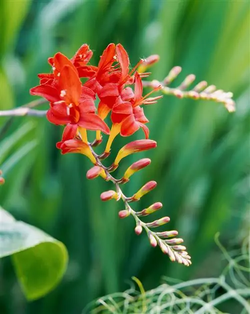 многолетние цветы крокосмия