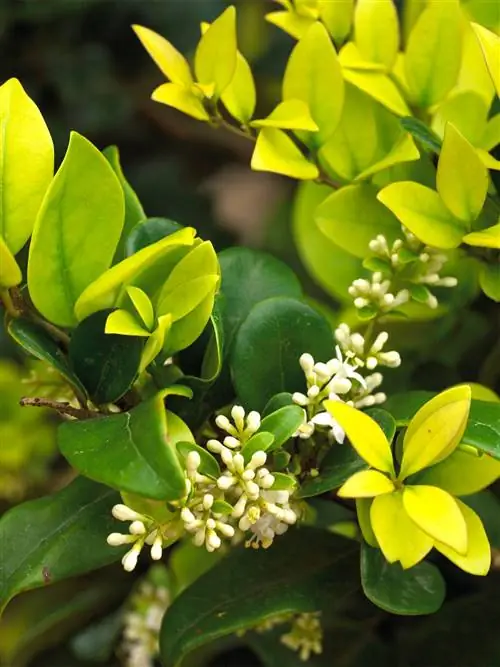 Бирючинник золотистый Ligustrum x vicaryi